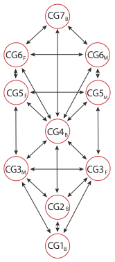 Generalized picture of a structural hierarchy tree derived from a Spiral.
